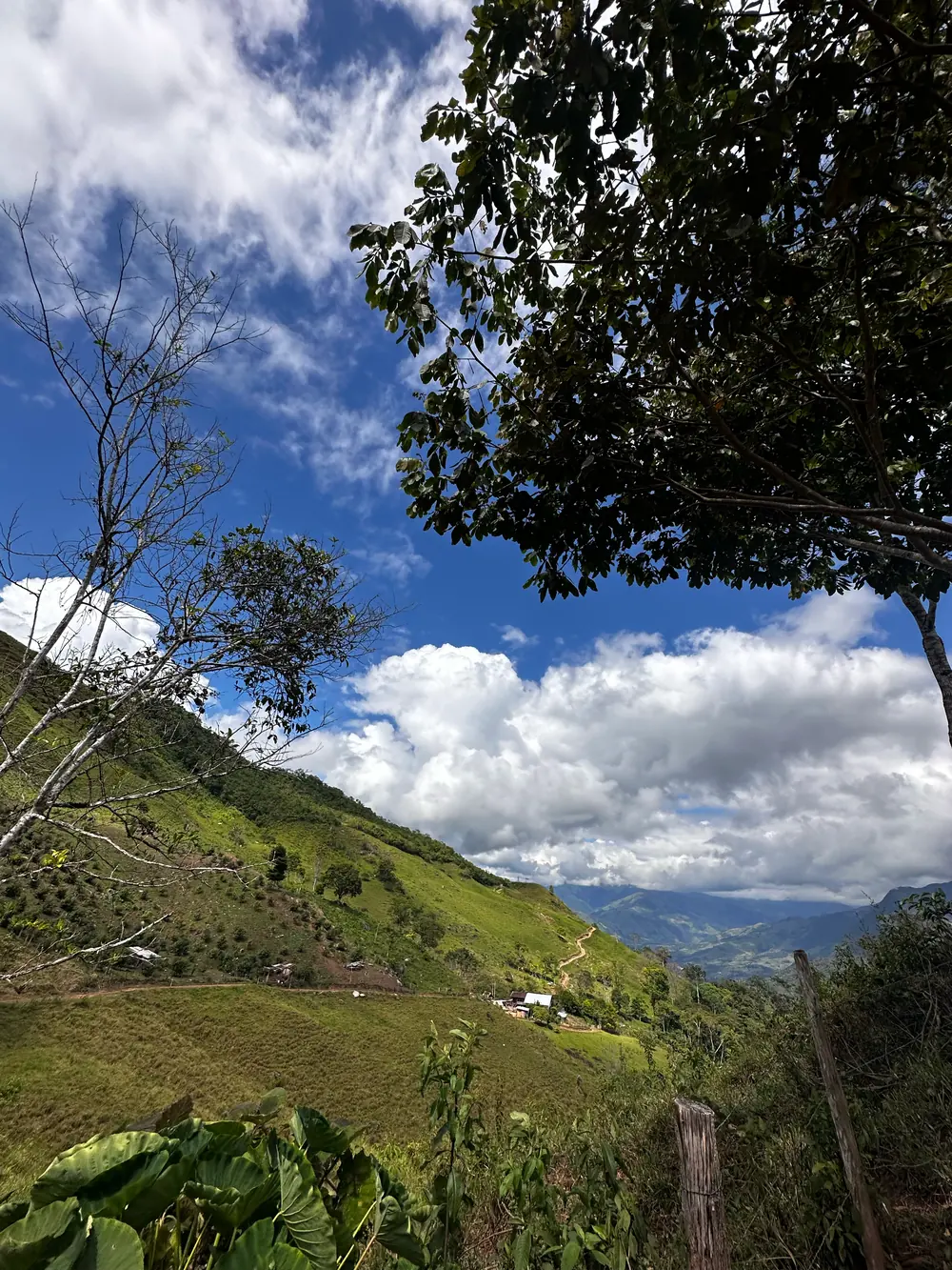 Cafetos de la finca Voller en Chinizo, Pozuzo