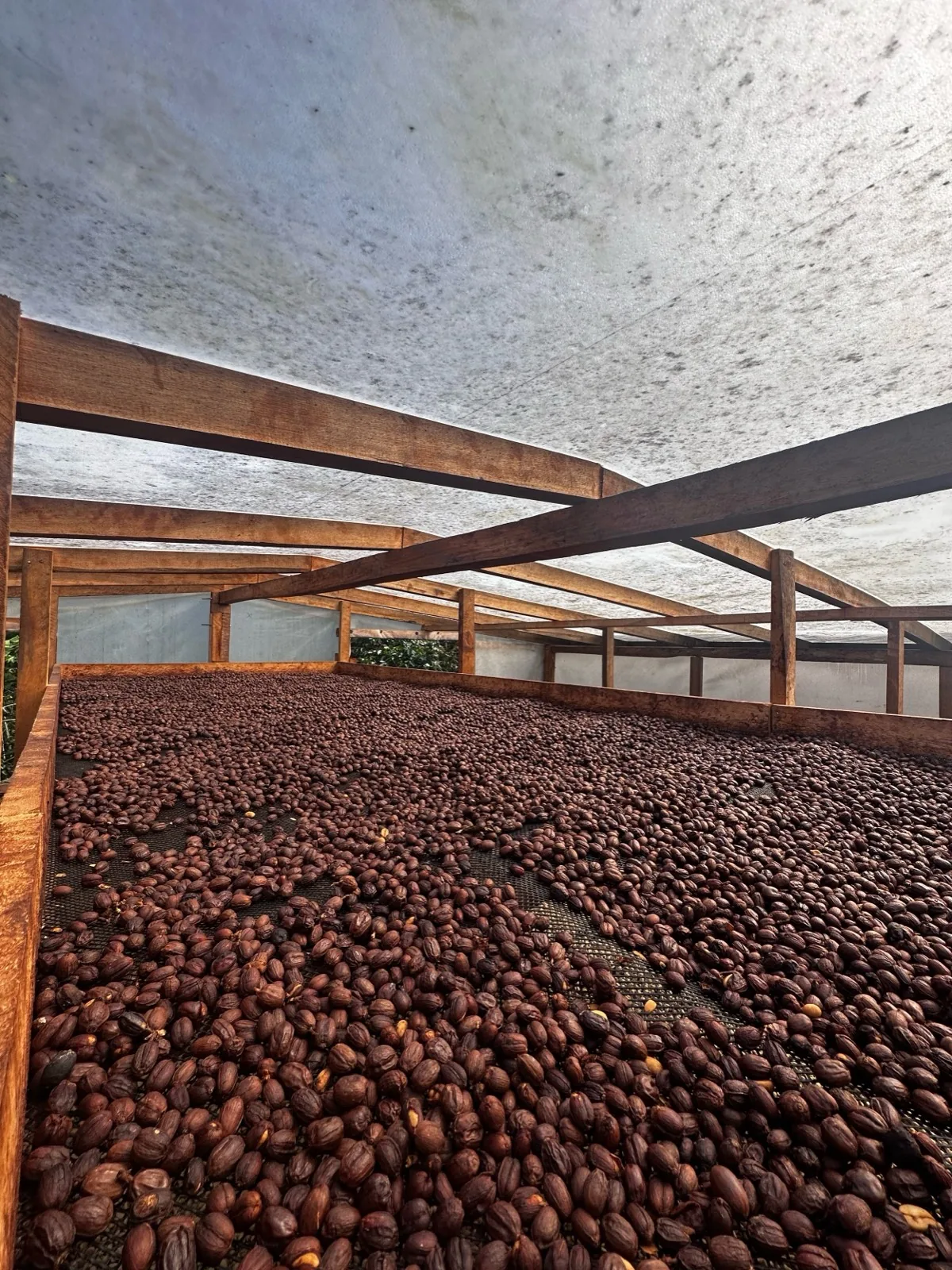Finca Voller, Pozuzo
